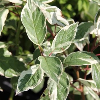 Svída bílá Sibirica Variegata květináč 2,5 litru, výška 40/60cm, keř