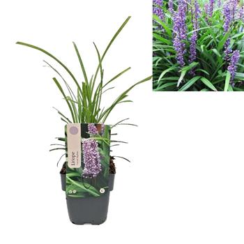 Liriope Big Blue květináč 2 litry