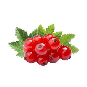 Rybíz červený Vitan kmínek 60cm, květiná 3 litry