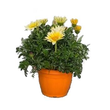 Gazánie květináč 25cm
