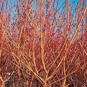 Svída krvavá Midwinter Fire výška 20/30cm, květináč 2,5 litru