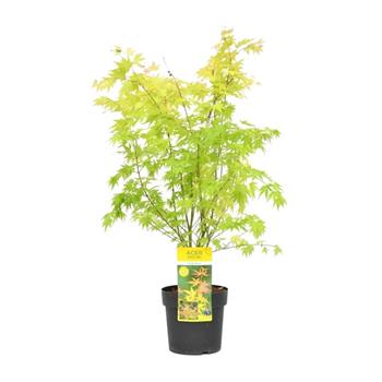 Javor dlanitolistý Orange Dream výška 80/+, 7,5 litru