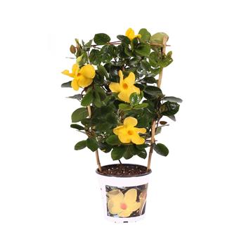 Mandevila Citrine květináč 14cm