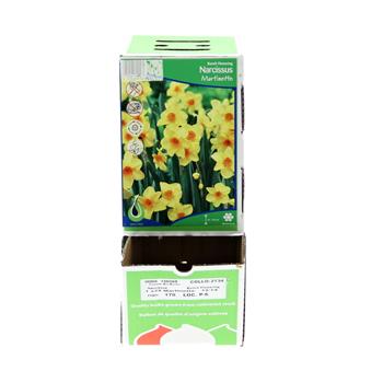 Narcis Martinette 5ks