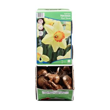 Narcis Red Devon 5ks