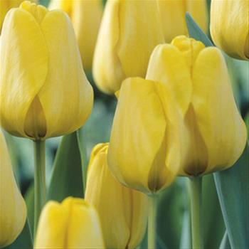 Tulipán Golden Emperor 10ks