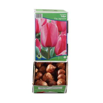 Tulipán Pink Impression 10ks