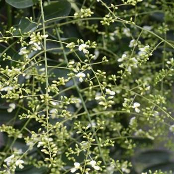 Jerlín japonský Pendula obvod kmene 20/25, květináč 240 litrů