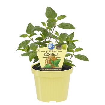 Lipie sladká (aztécký cukr) BIO květináč 12cm