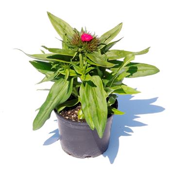 Hvozdík bradatý Barbarini F1 Mix květináč 12cm
