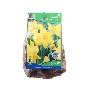 Narcis Jumbo Dutch Master 25ks