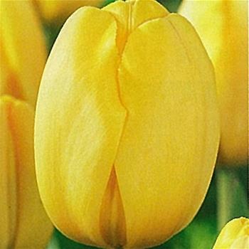 Tulipán Golden Parade 10ks