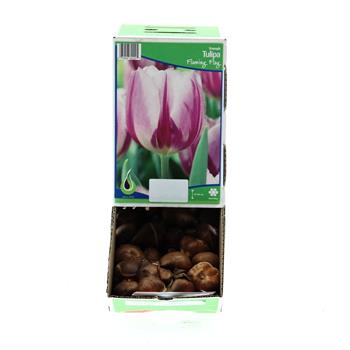 Tulipán Flaming Flag 10ks