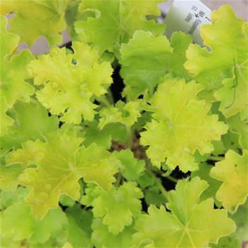 Dlužicha Lime Rickey 12cm