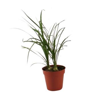 Nolina, sloní noha květináč 6cm
