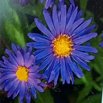 Hvězdnice novobelgická Violeta květináč 9cm