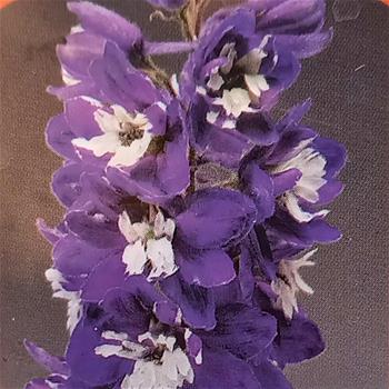 Ostrožka Excalibur Dark Blue/White Bee květináč 9cm