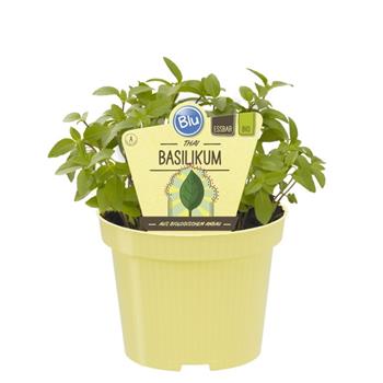 Thajská bazalka BIO květináč 12cm