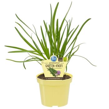 Pór BIO květináč 12cm