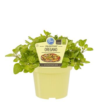 Oregáno BIO květináč 12cm