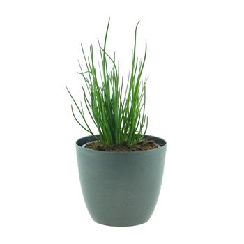 Pažitka Staro 12cm