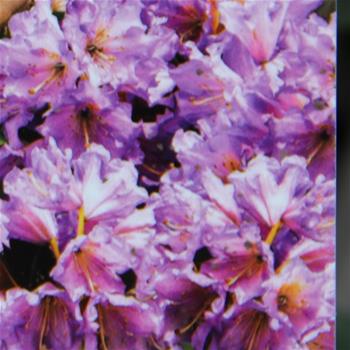 Pěnišník Inkarho® Dufthecke Lilac květináč 5 litrů, výška 30/40cm, keř