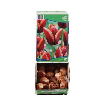Tulipán Slawa 10ks