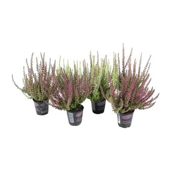 Vřes obecný Beauty-Ladies květináč 6,5cm