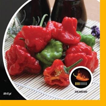 Paprika chilli Jamaican Rosso PIQUANT