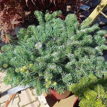 Jedle korejská Tannja výška 25/30cm, květináč 5 litrů