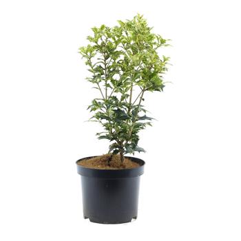 Vonokvětka různolistá, osmantus Goshiki výška 20/30cm, květináč 2,5 litru