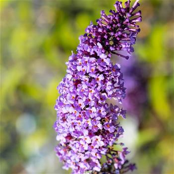 Komule Davidova Border Beauty výška 20/30cm, květináč 2,5 litru