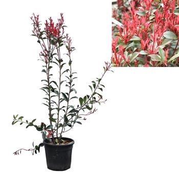 Blýskalka Fraserova Carré Rouge květináč 10litrů, výška 30/80cm, keř