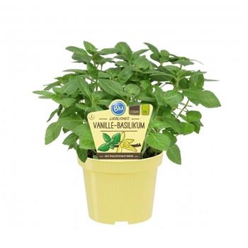 Bazalka vanilková BIO květináč 12cm