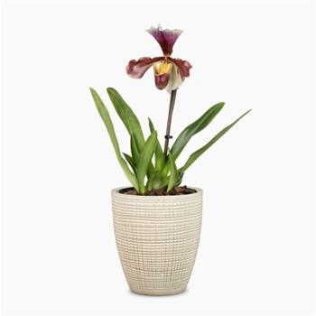 Obal na květináč orchidej Scheurich VAINILLA 667 keramika 13cm