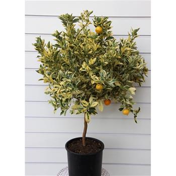 Citrus kalamondin 'Variegata' 22cm