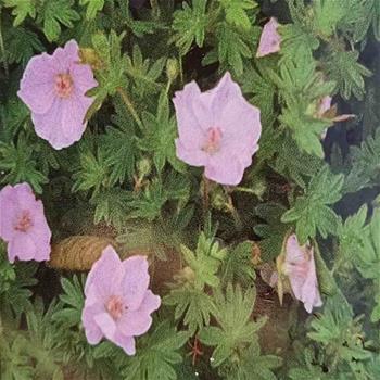 Kakost krvavý Apfelblüte květináč 9cm