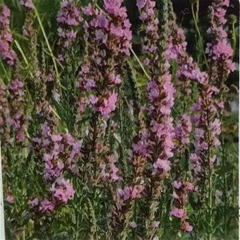 Kyprej vrbice Pink Tails květináč 9cm