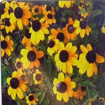 Třapatka trojlaločná Prairie Glow květináč 9cm