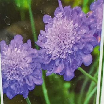 Hlaváč fialový Mariposa Blue květináč 9cm