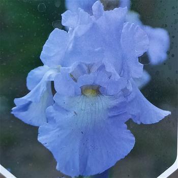 Kosatec Blue Saphire květináč 11cm