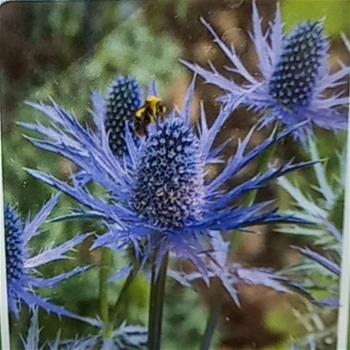 Máčka Big Blue květináč 11cm