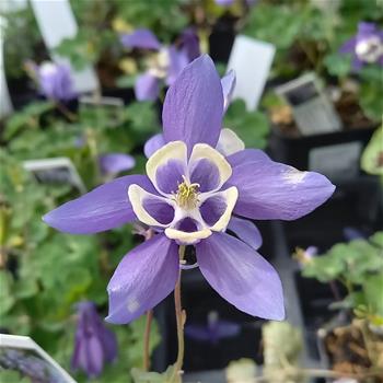Orlíček vějířovitý Blue and White květináč 9cm