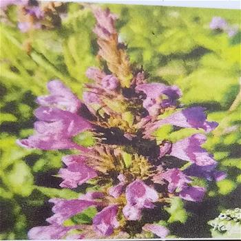 Šanta kubánská květináč 11cm