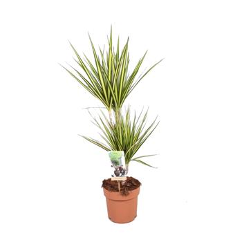 Dračinec vroubený Sunray květináč 17cm,kmínek 30cm a 15cm