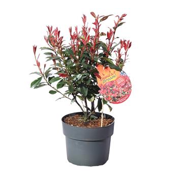 Blýskalka Fraserova Devils Dream květináč 6 litrů, výška 50/60cm, keř