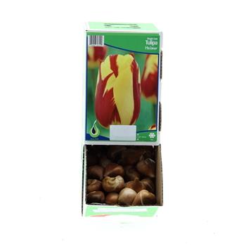 Tulipán Helmar 10ks