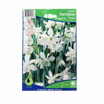 Narcis Triandus Thalia 10ks
