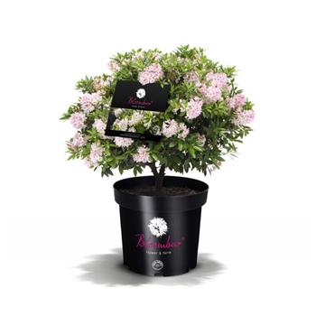 Pěnišník Bloombux květináč 5 litrů, průměr 20/25cm, koule