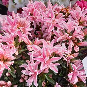 Pěnišník tupý Pink Spider 4,6 litru